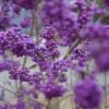 Schönfrucht, Liebesperlenstrauch Callicarpa Bodinieri `Profusion´