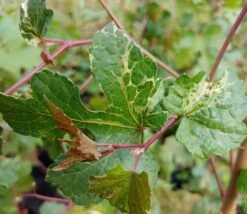 Porzellanbeere / Scheinrebe `Elegans´ Ampelopsis Brevipedunculata `Elegans´ -Geschäft Für Pflanzensamen Und Düngemittel Scheinrebe Amelopsis