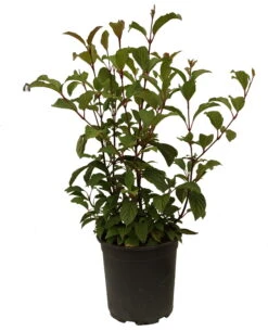 Duftender Winterschneeball `Dawn´ Viburnum Bodnantense `Dawn´ -Geschäft Für Pflanzensamen Und Düngemittel Schneeball Dawn weiss