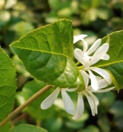 Schneeflockenstrauch Chionanthus Retusus -Geschäft Für Pflanzensamen Und Düngemittel Schneeflockenstrauch1