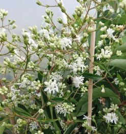 Sieben-Söhne-des-Himmels-Strauch Heptacodium Miconioides -Geschäft Für Pflanzensamen Und Düngemittel Sieben S hne