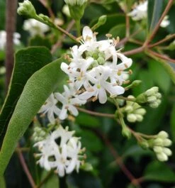 Sieben-Söhne-des-Himmels-Strauch Heptacodium Miconioides -Geschäft Für Pflanzensamen Und Düngemittel Sieben S hne des Himmels
