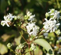 Sieben-Söhne-des-Himmels-Strauch Heptacodium Miconioides -Geschäft Für Pflanzensamen Und Düngemittel Sieben S hne des himmels 1