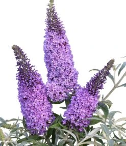 Schmetterlingsflieder Butterfly Candy® (versch. Farben) Buddleja Davidii -Geschäft Für Pflanzensamen Und Düngemittel Sommerflieder lila blau