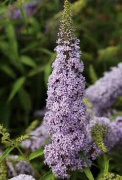 Schmetterlingsflieder Butterfly Candy® (versch. Farben) Buddleja Davidii -Geschäft Für Pflanzensamen Und Düngemittel Sommerflieder lila weiss