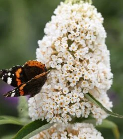 Schmetterlingsflieder Butterfly Candy® (versch. Farben) Buddleja Davidii -Geschäft Für Pflanzensamen Und Düngemittel Sommerflieder weiss1
