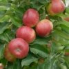 Säulenapfel `SonateⓈ´ Malus Domestica `Sonate´