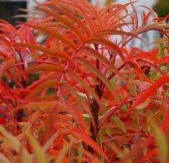 Eberesche `Dodong´ Sorbus Conmixta `Dodong´ -Geschäft Für Pflanzensamen Und Düngemittel Sorbus Dodong4