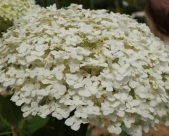 Garten-Hortensie `Incrediball®´ Hydrangea Arborescens -Geschäft Für Pflanzensamen Und Düngemittel Strong anabelle1