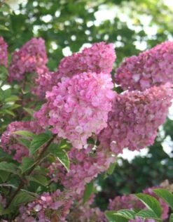Kompakte Rispenhortensie `Sundae Fraise´ Hydrangea Paniculata `Sundae Fraise´ -Geschäft Für Pflanzensamen Und Düngemittel Sundae Fraise Kordes Jungpflanzen