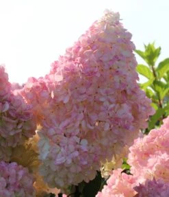 Kompakte Rispenhortensie `Sundae Fraise´ Hydrangea Paniculata `Sundae Fraise´