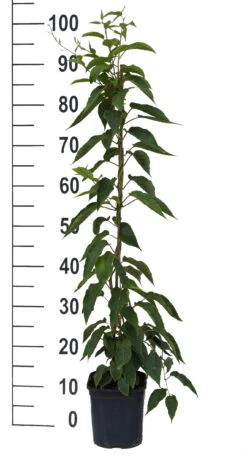 Bayernkiwi 3er-Set Mit Großfrüchtigen Sorten Actinidia Arguta -Geschäft Für Pflanzensamen Und Düngemittel Super Jumbo weissFvoRaFC425vl0