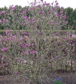 Purpur-Magnolie `Susan´ Magnolia Liliiflora `Susan´ 6 Purpur-Magnolie `Susan´ Magnolia Liliiflora `Susan´ -Geschäft Für Pflanzensamen Und Düngemittel Susan Bl tezeit