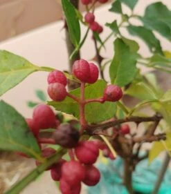 Szechuan Pfeffer Zanthoxylum Simulans 5 Szechuan Pfeffer Zanthoxylum Simulans -Geschäft Für Pflanzensamen Und Düngemittel Szechuan Pfeffer