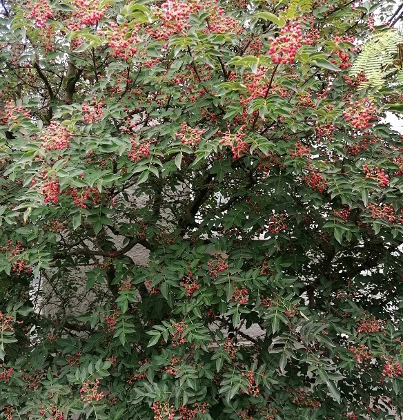 Szechuan Pfeffer Zanthoxylum Simulans 1 Szechuan Pfeffer Zanthoxylum Simulans