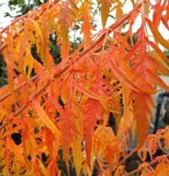 Essigbaum `Tiger Eyes´ Rhus Typhina `Tiger Eyes´ -Geschäft Für Pflanzensamen Und Düngemittel Tiger Eyes Rhus