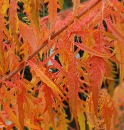 Essigbaum `Tiger Eyes´ Rhus Typhina `Tiger Eyes´ -Geschäft Für Pflanzensamen Und Düngemittel Tiger Eyes Rhus1
