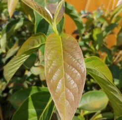 Schwarzer Tupelobaum Nyssa Sylvatica -Geschäft Für Pflanzensamen Und Düngemittel Tupelobaum Blatt