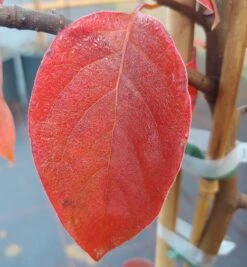 Schwarzer Tupelobaum Nyssa Sylvatica -Geschäft Für Pflanzensamen Und Düngemittel Tupelobaum herbstf rbung 1