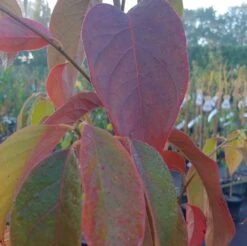 Schwarzer Tupelobaum Nyssa Sylvatica -Geschäft Für Pflanzensamen Und Düngemittel Tupelobaum herbstf rbung