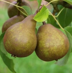 Uta Pyrus Communis `Uta´ -Geschäft Für Pflanzensamen Und Düngemittel Uta