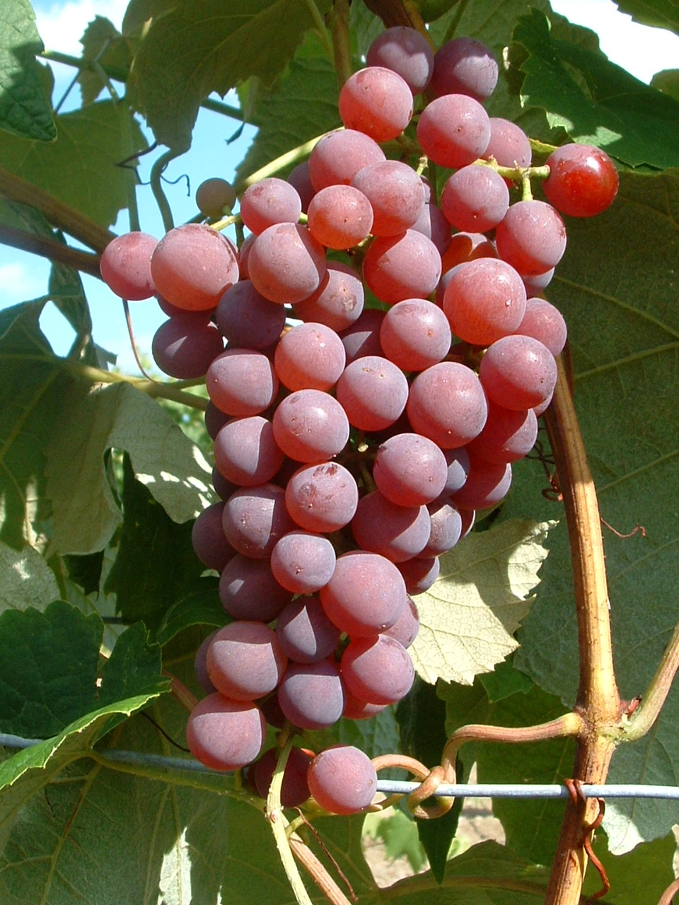 Vanessa (kernlos), Pilzfeste Weinrebe Vitis `Vanessa´ 2 Vanessa (kernlos), Pilzfeste Weinrebe Vitis `Vanessa´ – Bild 2