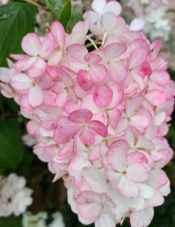 Rispenhortensie `Vanille-Fraise´ Hydrangea Paniculata `Vanille Fraise´ -Geschäft Für Pflanzensamen Und Düngemittel Vanille Fraise 2017