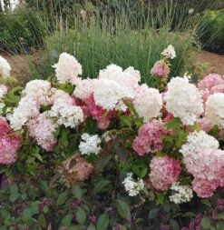 Rispenhortensie `Vanille-Fraise´ Hydrangea Paniculata `Vanille Fraise´ -Geschäft Für Pflanzensamen Und Düngemittel Vanille Fraise22