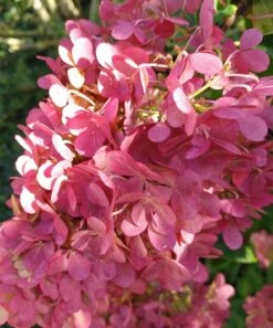 Rispenhortensie `Vanille-Fraise´ Hydrangea Paniculata `Vanille Fraise´ -Geschäft Für Pflanzensamen Und Düngemittel Vanille fraise August