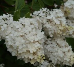 Rispenhortensie `Vanille-Fraise´ Hydrangea Paniculata `Vanille Fraise´ -Geschäft Für Pflanzensamen Und Düngemittel Vanille fraise Juli