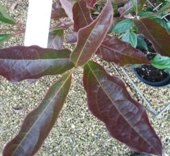 Amerikanischer Schneeball `Brandywine´ Viburnum Nudum `Brandywine´ 12 Amerikanischer Schneeball `Brandywine´ Viburnum Nudum `Brandywine´ -Geschäft Für Pflanzensamen Und Düngemittel Viburnum Brandywine Herbstf rbung