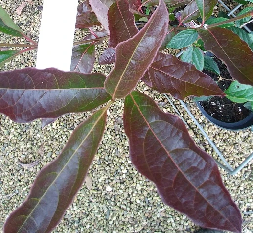 Amerikanischer Schneeball `Brandywine´ Viburnum Nudum `Brandywine´ 6 Amerikanischer Schneeball `Brandywine´ Viburnum Nudum `Brandywine´ – Bild 6