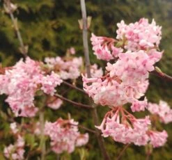 Duftender Winterschneeball `Dawn´ Viburnum Bodnantense `Dawn´ -Geschäft Für Pflanzensamen Und Düngemittel Viburnum Dawn2