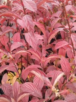 Duftender Winterschneeball `Dawn´ Viburnum Bodnantense `Dawn´ -Geschäft Für Pflanzensamen Und Düngemittel Viburnum bodnantense dawn herbstf rbung