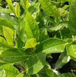 Amerikanischer Schneeball `Brandywine´ Viburnum Nudum `Brandywine´ 11 Amerikanischer Schneeball `Brandywine´ Viburnum Nudum `Brandywine´ -Geschäft Für Pflanzensamen Und Düngemittel Viburnum nudum 2