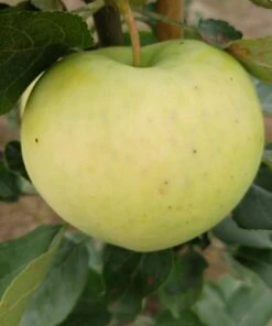 Weißer Klarapfel Malus Domestica -Geschäft Für Pflanzensamen Und Düngemittel Weisser Klarapfel 1