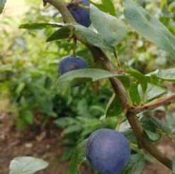 Zibarte Voraussichtlich Ab Juni/Juli Wieder Verfügbar 7 Zibarte Voraussichtlich Ab Juni/Juli Wieder Verfügbar -Geschäft Für Pflanzensamen Und Düngemittel Zibarte 2