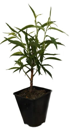 Zierpfirsich `Taoflora ® White´ (mit Essbaren Früchten) Prunus Persica `Taoflora ® White´ 7 Zierpfirsich `Taoflora ® White´ (mit Essbaren Früchten) Prunus Persica `Taoflora ® White´ -Geschäft Für Pflanzensamen Und Düngemittel Zierpfirisch Taoflora white