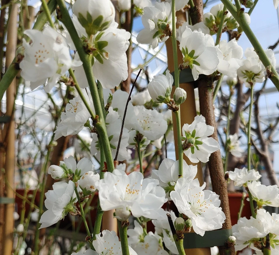Zierpfirsich `Taoflora ® White´ (mit Essbaren Früchten) Prunus Persica `Taoflora ® White´ 2 Zierpfirsich `Taoflora ® White´ (mit Essbaren Früchten) Prunus Persica `Taoflora ® White´ – Bild 2