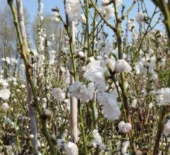 Zierpfirsich `Taoflora ® White´ (mit Essbaren Früchten) Prunus Persica `Taoflora ® White´ 6 Zierpfirsich `Taoflora ® White´ (mit Essbaren Früchten) Prunus Persica `Taoflora ® White´ -Geschäft Für Pflanzensamen Und Düngemittel Zierpfirsich weiss4