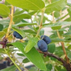 Sibirische Blaubeere / Honigbeere `Zojka Lonicera Kamtschatica `Zojka´ -Geschäft Für Pflanzensamen Und Düngemittel Zojka sibirische Blaubeere