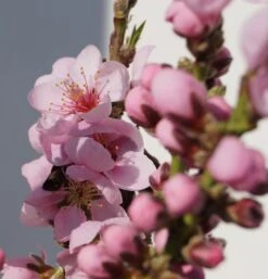 Zwergnektarine `Rubis® Necta ZeeⓈ´ Prunus Nucipersica -Geschäft Für Pflanzensamen Und Düngemittel Zwerg nektarine bl te