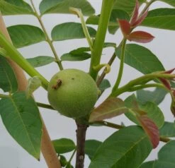 Zwerg-Walnuss Juglans Regia Var. Fertilis -Geschäft Für Pflanzensamen Und Düngemittel Zwergwalnuss1