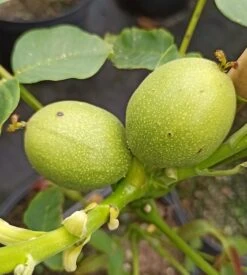 Zwerg-Walnuss Juglans Regia Var. Fertilis -Geschäft Für Pflanzensamen Und Düngemittel Zwergwalnuss3