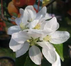 Alkmene Malus Domestica -Geschäft Für Pflanzensamen Und Düngemittel almene