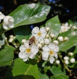 Apfeldorn Crataegus Lavallei `Carrierei´ -Geschäft Für Pflanzensamen Und Düngemittel apfeldorn 1