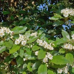 Apfeldorn Crataegus Lavallei `Carrierei´ -Geschäft Für Pflanzensamen Und Düngemittel apfeldorn 2