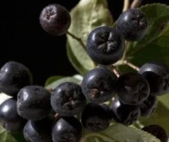 Aronia- Apfelbeere Nero Aronia Prunifolia `Nero´ -Geschäft Für Pflanzensamen Und Düngemittel aronia nero 600x600