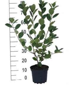 Aronia- Apfelbeere Nero Aronia Prunifolia `Nero´ -Geschäft Für Pflanzensamen Und Düngemittel aronia neroiiPvXE42DygxM