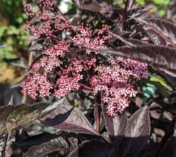 Rotblättriger Holunder `Black Beauty´ Sambucus Nigra `Black Beauty´ -Geschäft Für Pflanzensamen Und Düngemittel black beauty2